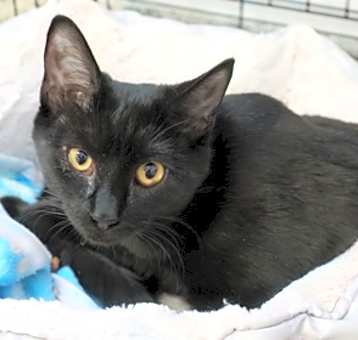 Photo of Cleo