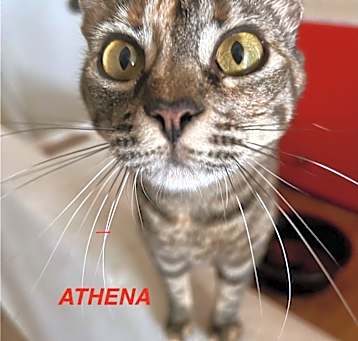 Photo of Athena