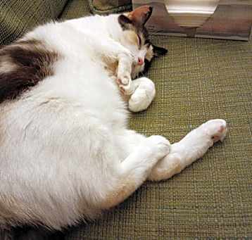 Photo of Misskitty