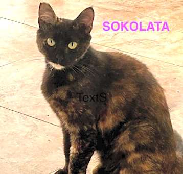 Photo of Sokolata