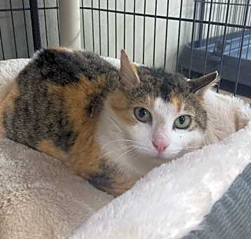 Photo of Buttercup