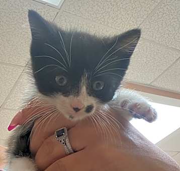 Photo of Scout