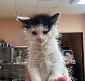 Photo of Marbles