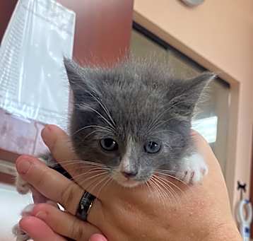 Photo of Pebbles