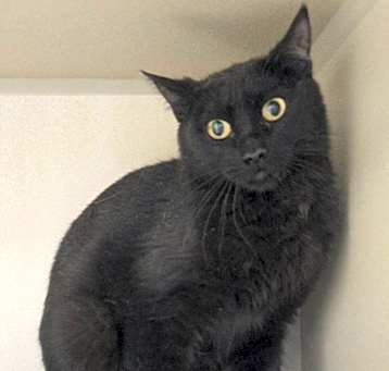 Photo of Stray Hold