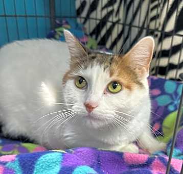 Photo of Jezebelle