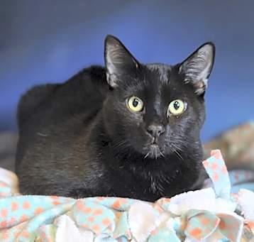 Photo of Shadow