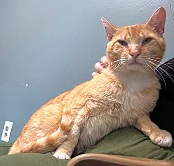 Photo of Oliver