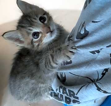 Photo of Muffin