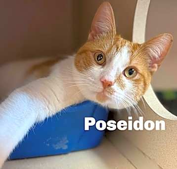 Photo of Poseidon 250365