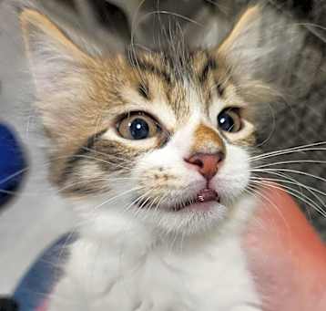 Photo of 5/13/25 Forest Park Rd. Stray