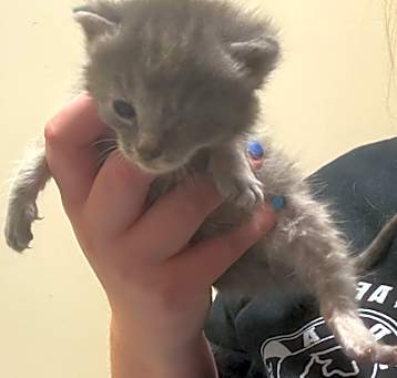 Photo of 5/12/25 Croom Ct. Stray 1