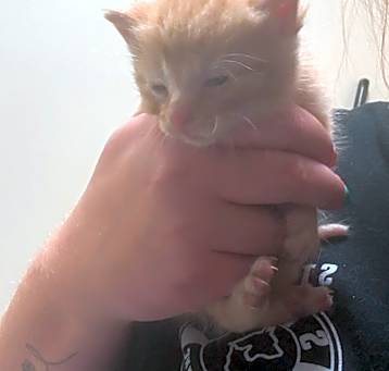 Photo of 5/12/25 Croom Ct. Stray 2