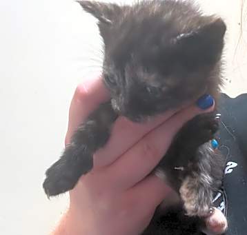 Photo of 5/12/25 Croom Ct. Stray 3
