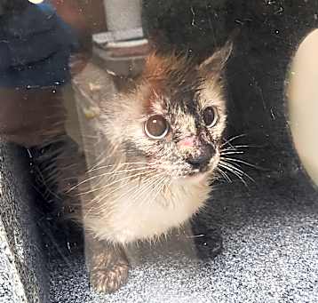 Photo of 5/13/25 Chip Dr. Stray 