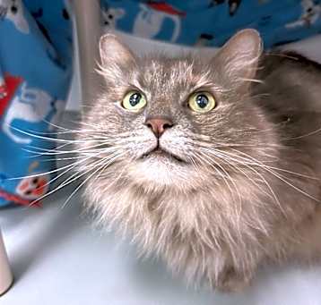 Photo of Bonnie