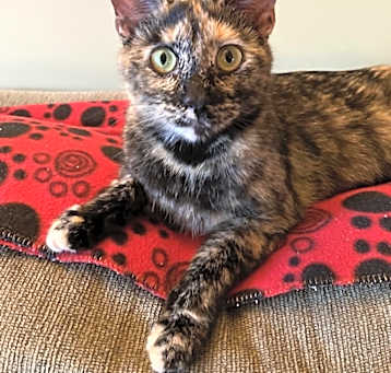 Photo of Penny Loafer