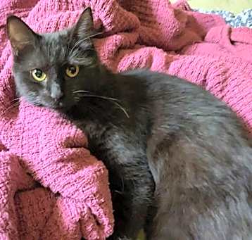 Photo of Tulip