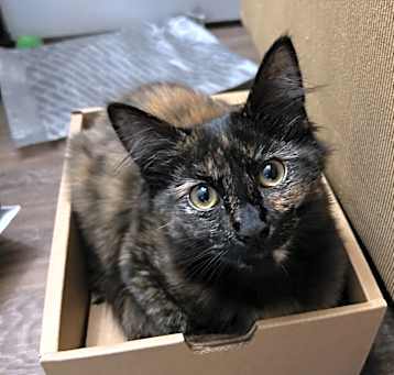 Photo of Athena