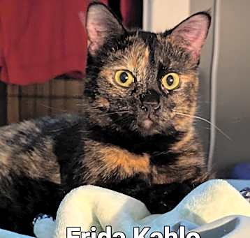 Photo of Frida Kahlo