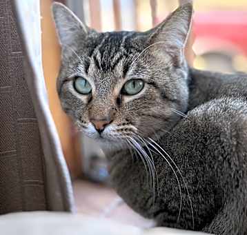 Photo of Waffles