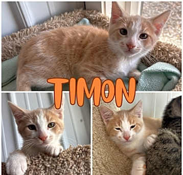 Photo of Timon - SR2