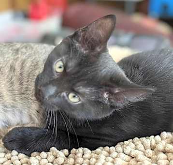 Photo of Guinevere