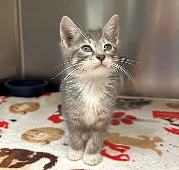 Photo of Blueberry