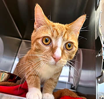Photo of Wizard
