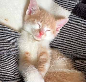 Photo of Maple