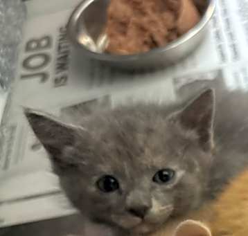 Photo of 5/14/25 Cypress St. Stray Kitten 1 