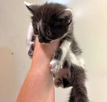 Photo of 5/14/25 Meadstown Stray 3