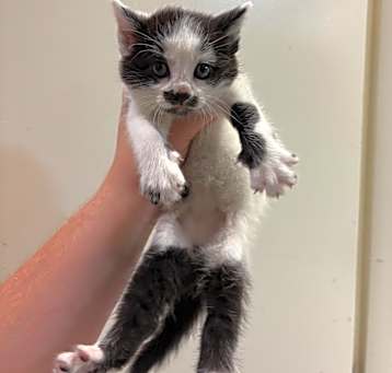 Photo of 5/14/25 Meadstown Stray 1