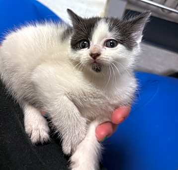 Photo of 5/14/25 Meadstown Stray 2