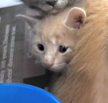 Photo of 5/14/25 Cypress St. Stray Kitten 2