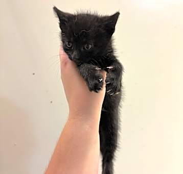 Photo of 5/14/25 Meadstown Stray 4