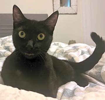 Photo of Gina Grackle (at Nine Lives Cat Cafe)