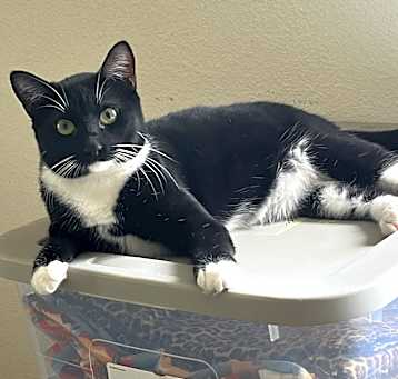 Photo of Piper