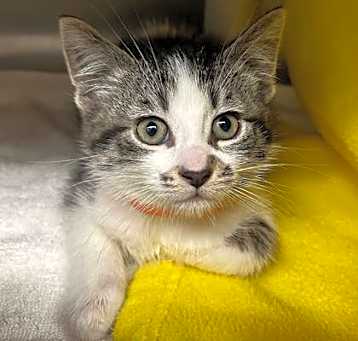 Photo of Bandit