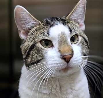 Photo of Marble