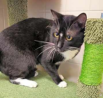Photo of Whiskers