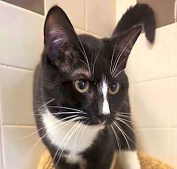 Photo of Oreo