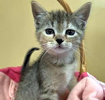 Photo of Custard