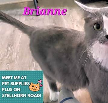 Photo of BRIANNE