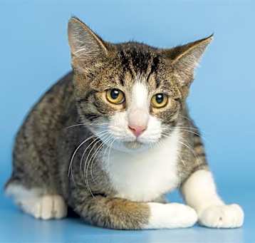 Photo of TIGER