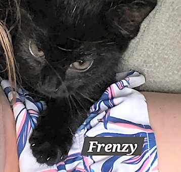 Photo of Frenzy