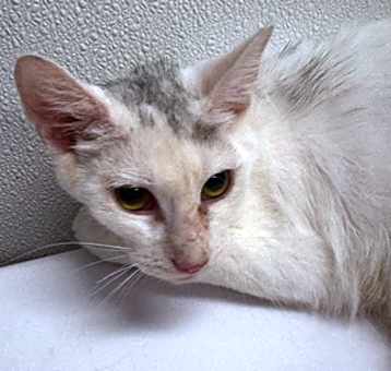 Photo of Jinx