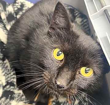 Photo of Wren