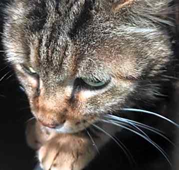 Photo of Turbo