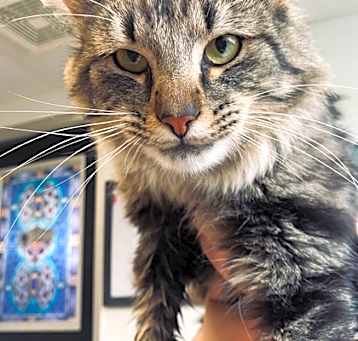 Photo of Meowzart
